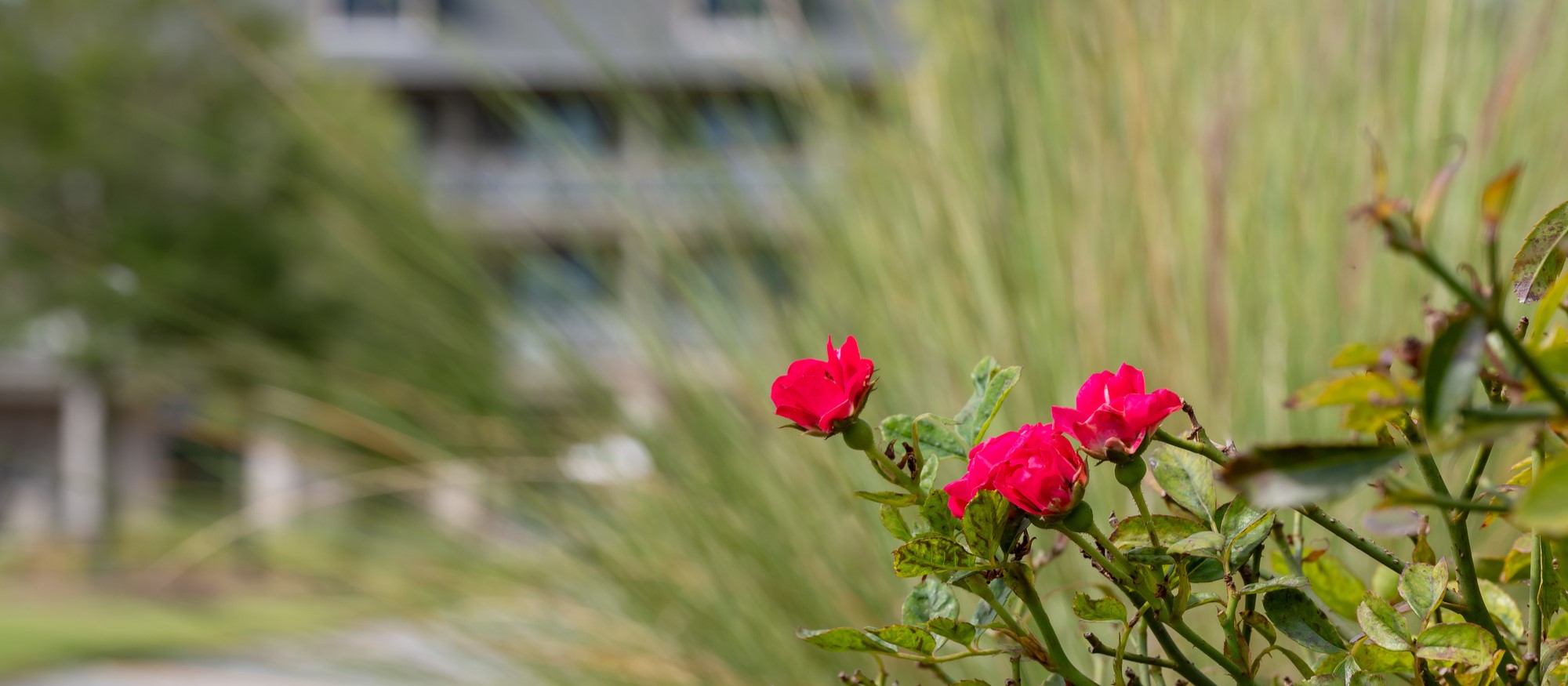 Red roses blooming in front of Camp Creek Inn