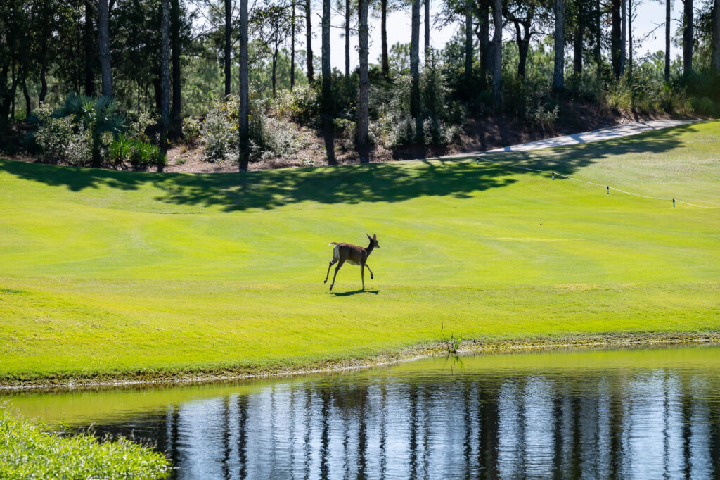 Deer on Camp Creek Golf Course
Kurt Lischka photographer
November 2024